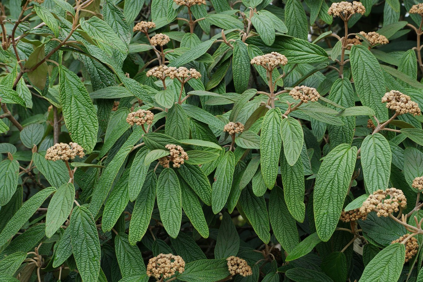 Viburnum rhytidophyllum - 40-60 CM bare root 2/2